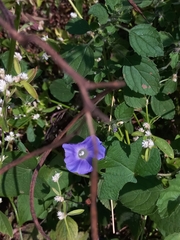 Ipomoea nil