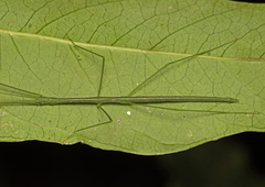 Sipyloidea rentzi