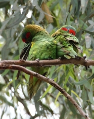 Glossopsitta concinna