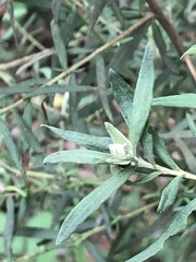 Ozothamnus ferrugineus