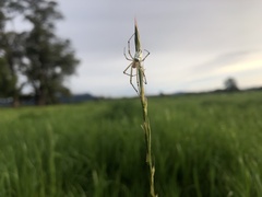 Leucauge dromedaria