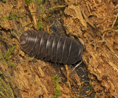 Armadillidae