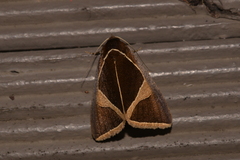 Agamana conjungens
