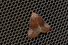 Mataeomera mesotaenia