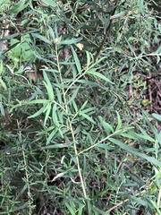 Ozothamnus ferrugineus