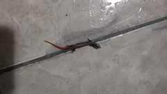 Vanzosaura multiscutata
