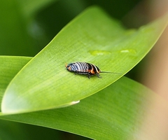 Ellipsidion australe