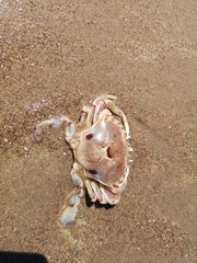 Ovalipes trimaculatus