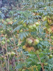 Melianthus