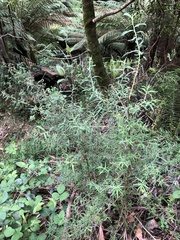 Ozothamnus ferrugineus