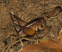 Penalva flavocalceata