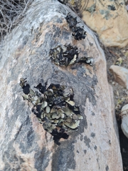 Xanthoparmelia hottentotta