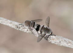 Meomyia vetusta