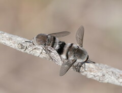 Meomyia vetusta