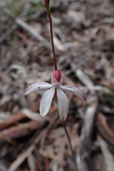 Caladenia moschata