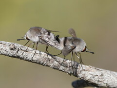 Meomyia vetusta
