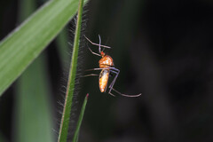 Coquillettidia xanthogaster