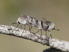 Meomyia vetusta