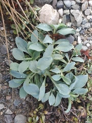 Mertensia maritima