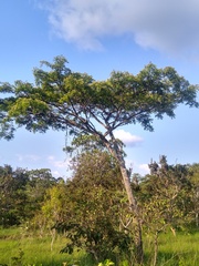 Albizia adianthifolia image