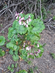 Pelargonium zonale