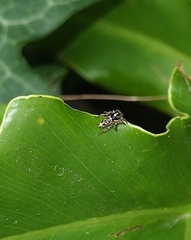 Maratus leo