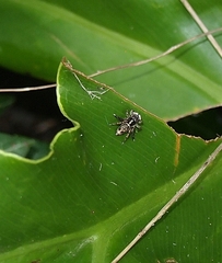 Maratus leo