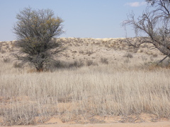 Eragrostis echinochloidea