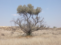 Vachellia haematoxylon