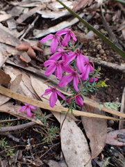 Tetratheca thymifolia