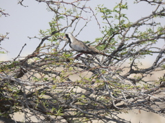 Oena capensis capensis