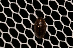 Enochrus