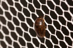 Enochrus