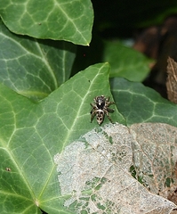 Maratus leo
