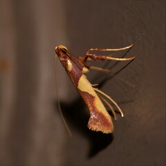 Caloptilia xanthopharella