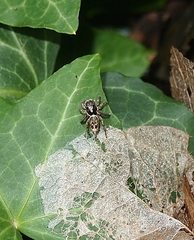 Maratus leo