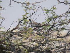 Oena capensis capensis