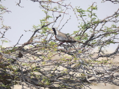 Oena capensis capensis
