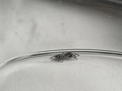 Salticus scenicus