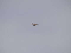 Circaetus pectoralis