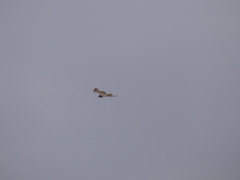 Circaetus pectoralis