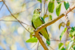 Agapornis canus canus