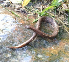 Trachyboa boulengeri