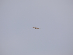 Circaetus pectoralis