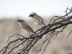 Plocepasser mahali mahali