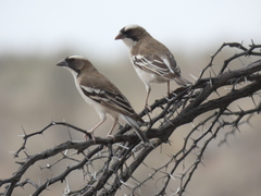 Plocepasser mahali mahali