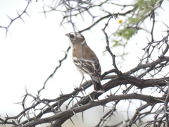 Plocepasser mahali mahali