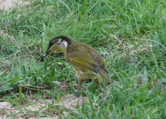 Gavicalis versicolor