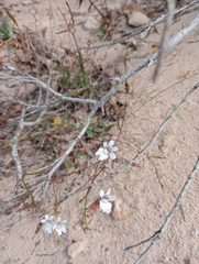 Nemesia bicornis