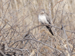 Oena capensis capensis